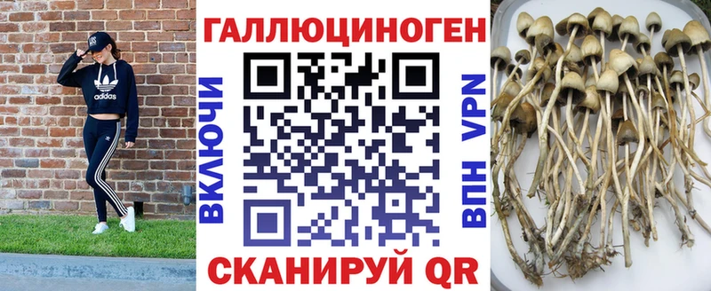 сколько стоит  Ишим  Галлюциногенные грибы Cubensis 